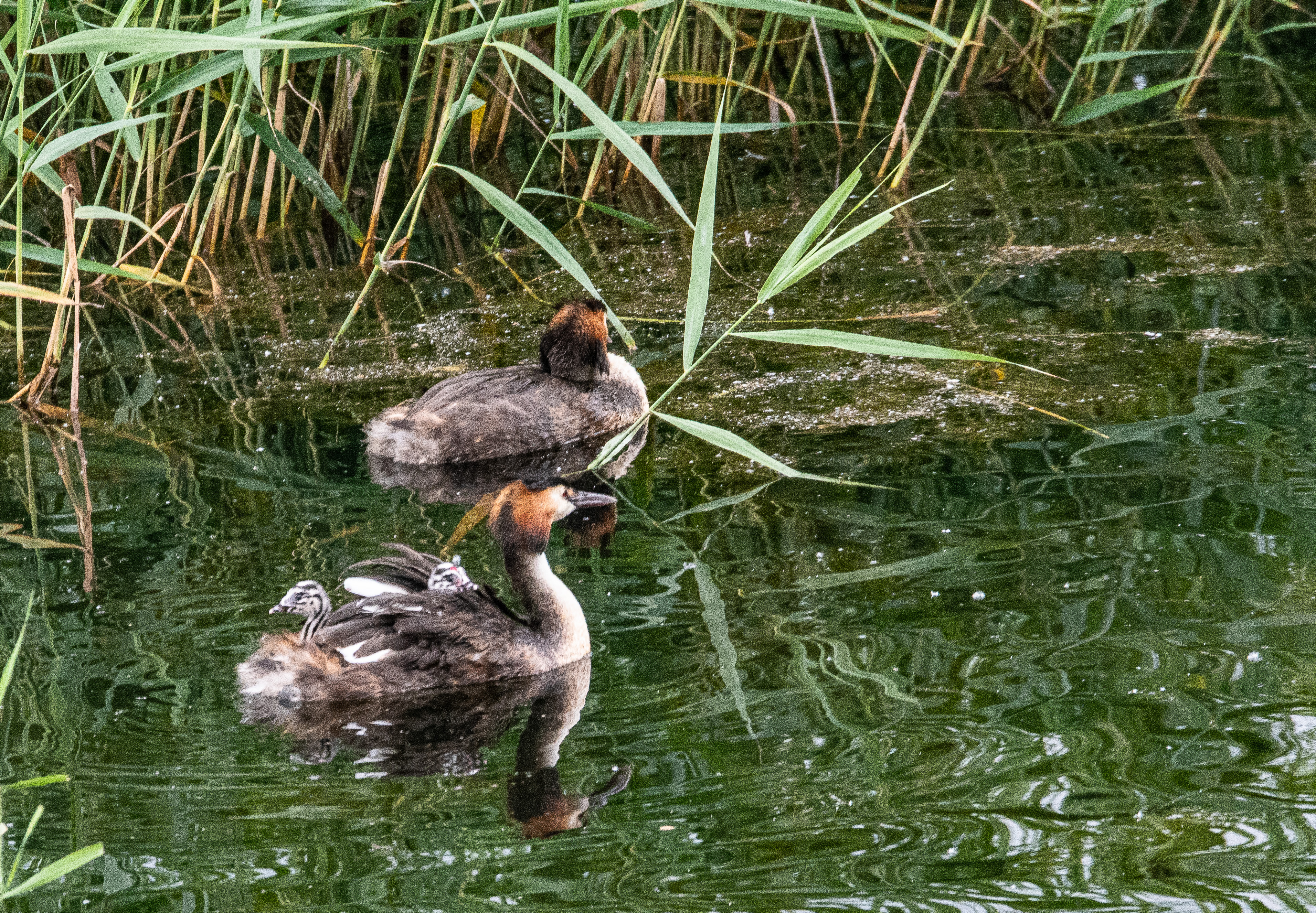 Couple de Grèbes Huppés (Podiceps cristatus) dont l'un porte sur le dos 2 poussins âgés de quelques jours. Dépôt 53 de la Réserve Naturelle de Mont-Bernanchon.  